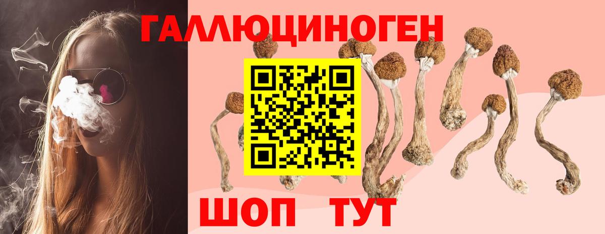 Галлюциногенные грибы Psilocybe  Вход с VPN  Новоалтайск 